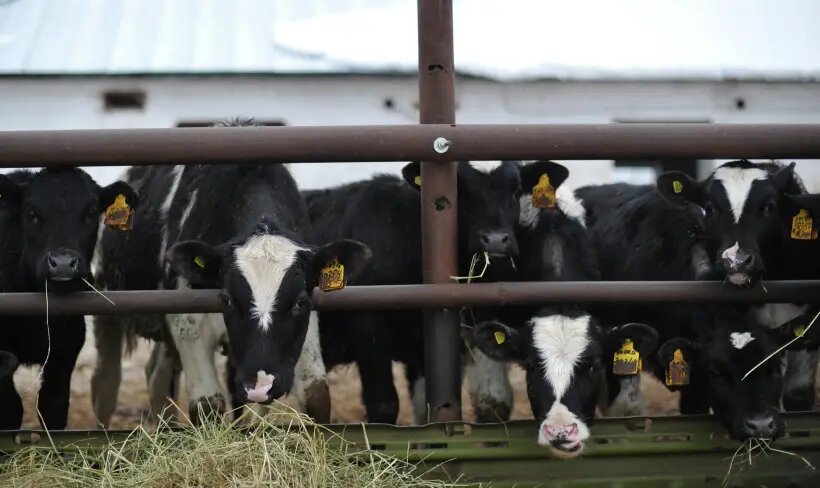 Законопроект, упрощающий перевод земель под сельский туризм, принят в I чтении