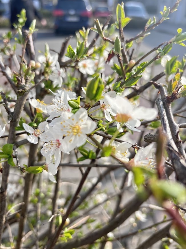У нас уже во всю весна