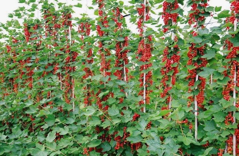 Древовидная смородина и крыжовник
