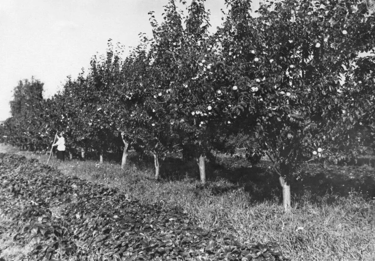 Сады. Фото https://avatars.mds.yandex.net/i?id=1f7800300719f05a840d55f078ede16c_l-5232352-images-thumbs&n=13