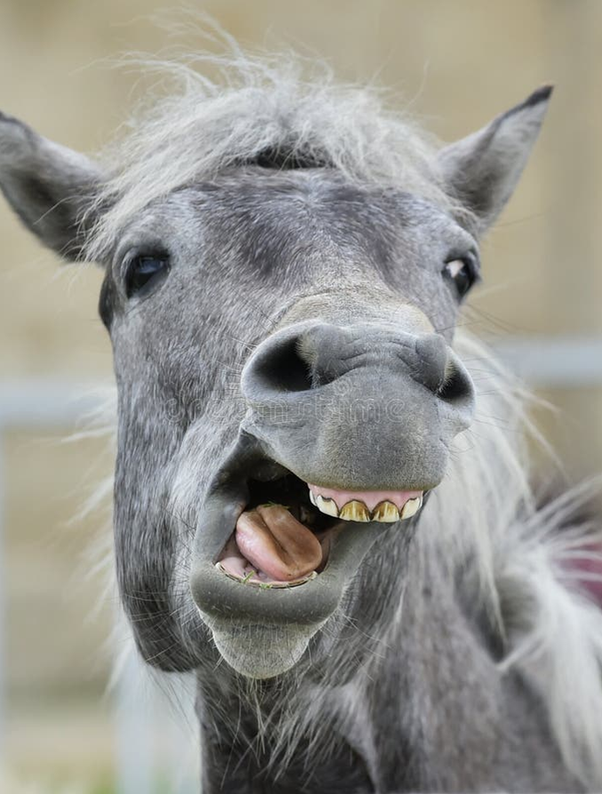 «Ржёт как сивый мерин». В настоящее время это устойчивое  сравнение чаще всего потребляется как указание на громкий, вызывающе-непристойный и безудержный смех. Но на самом деле изначально эта  фраза означала враньё и хвастовство человека, который пытался показать себя  таким, каким на самом деле не являлся.