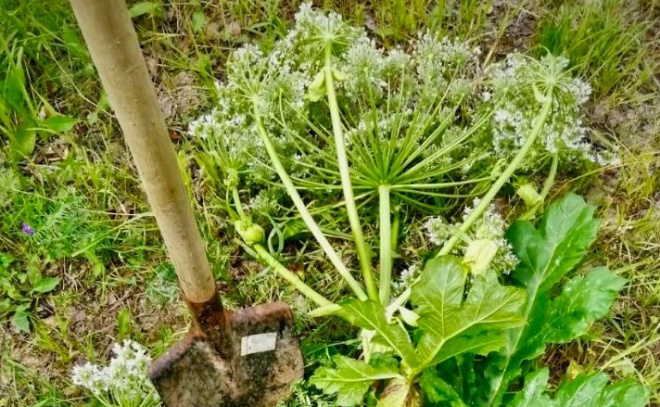    © Заневское городское поселение