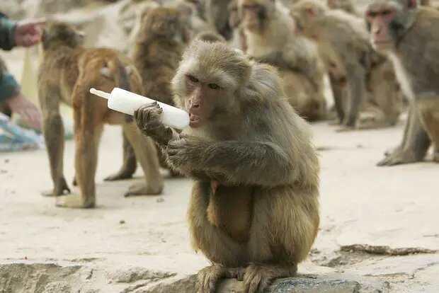    Источник: lenta.ru/ Николай