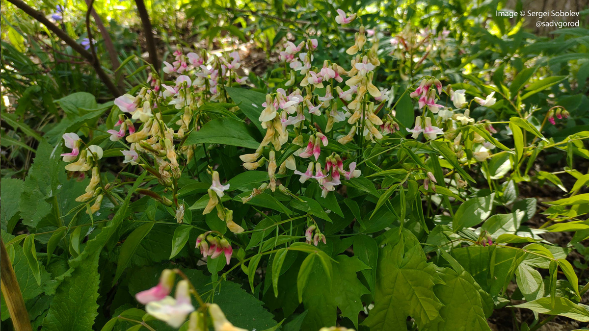 Чина весенняя с необычными розовыми цветками (фото на телефон потому что не было фотоаппарата).