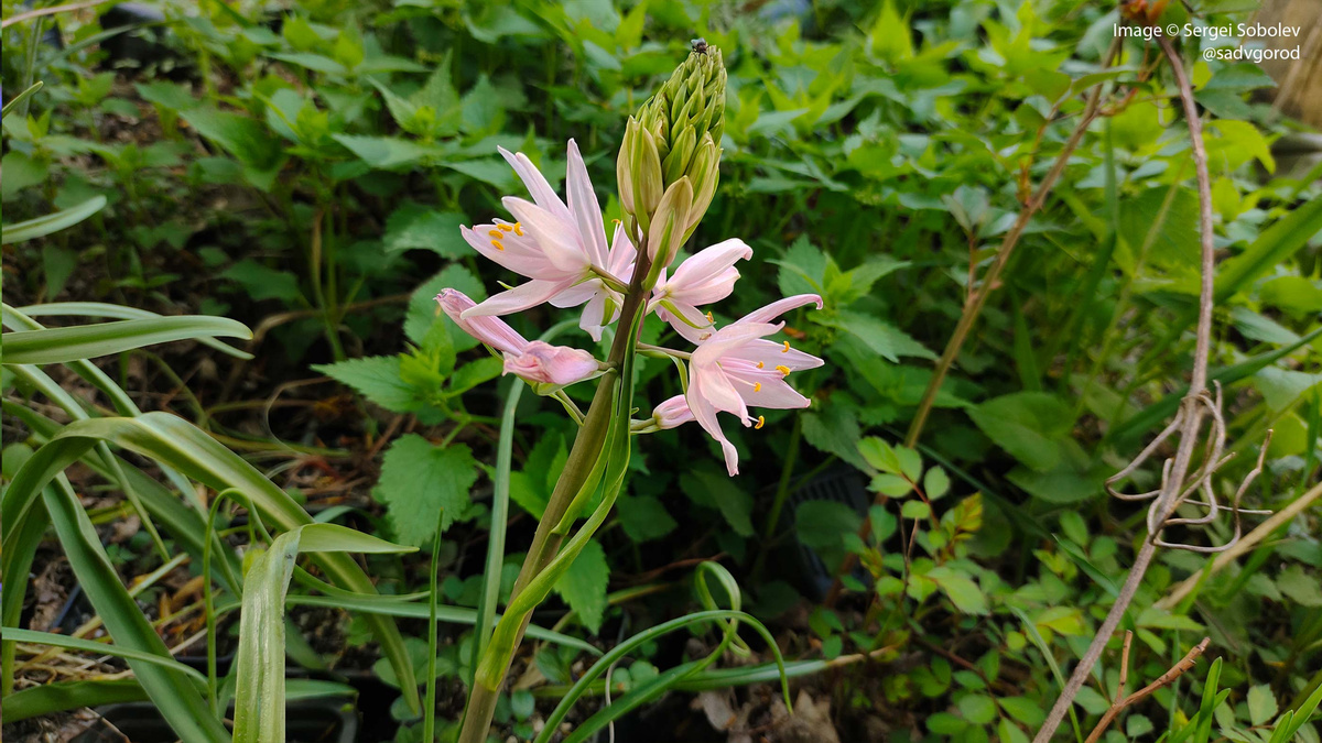 Камассия Лейтхлина 'Rose Tinten'