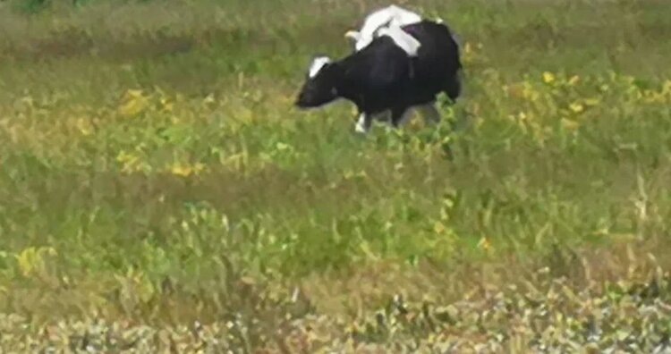    Фото: Лукьянов Дмитрий, AgroXXI.ru