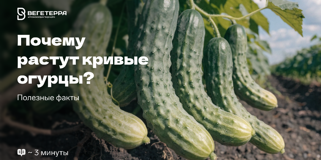 Почему огурцы растут кривыми: ошибка, которую делают многие