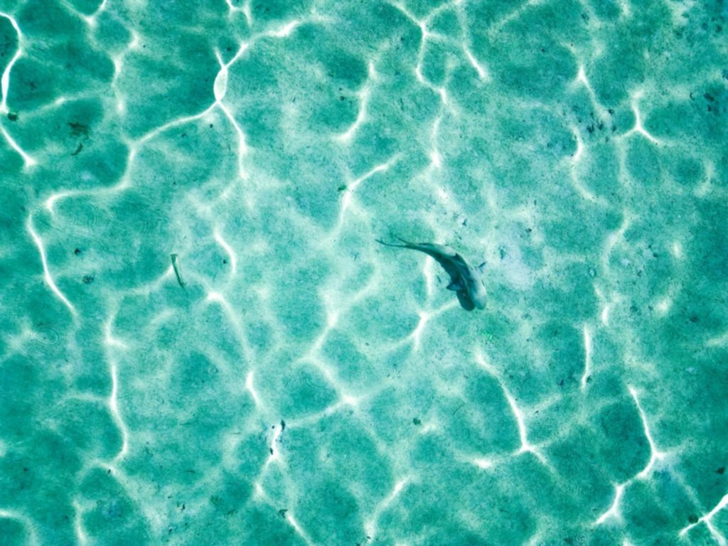 @Adam Juman/Unsplash