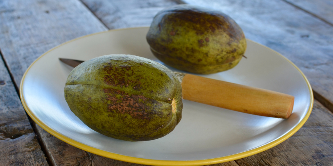 Пахира водная и её плоды (орехи)