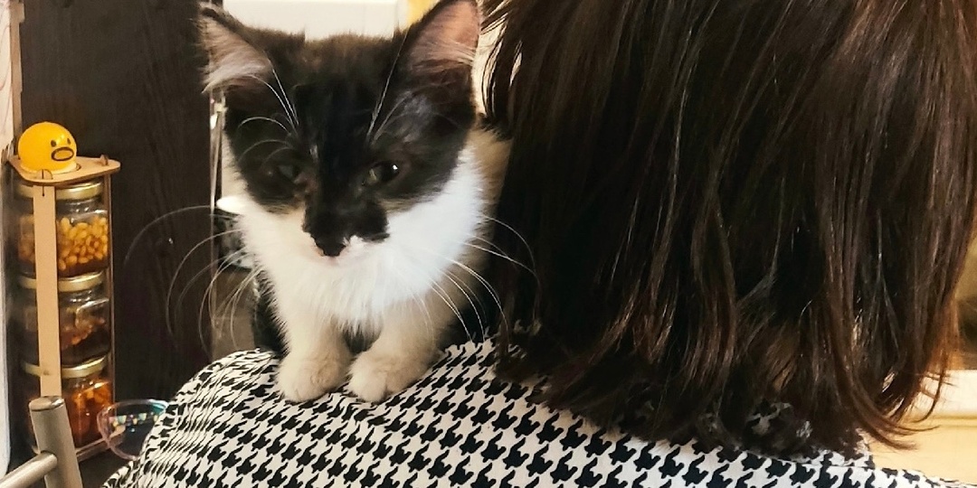 Ташу нашли в подвале последней, а домой из четырех котят она уехала первой