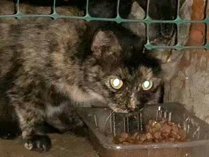 Легендарная мама кошка регулярно приходит подкрепиться, но поймать себя не позволяет