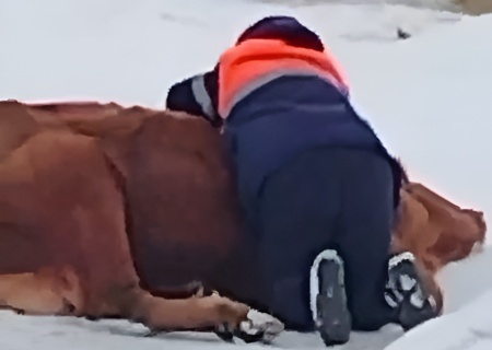    «Здесь нужна вдумчивая работа СК РФ и ФСБ». В Сибири продолжают истреблять скот без доказательств заболеваний