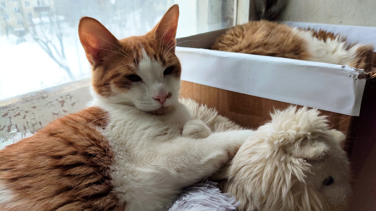 фото автора