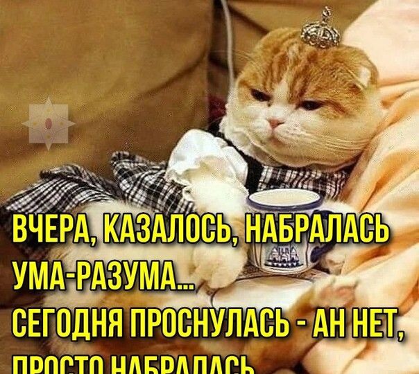 Пушистый юмор