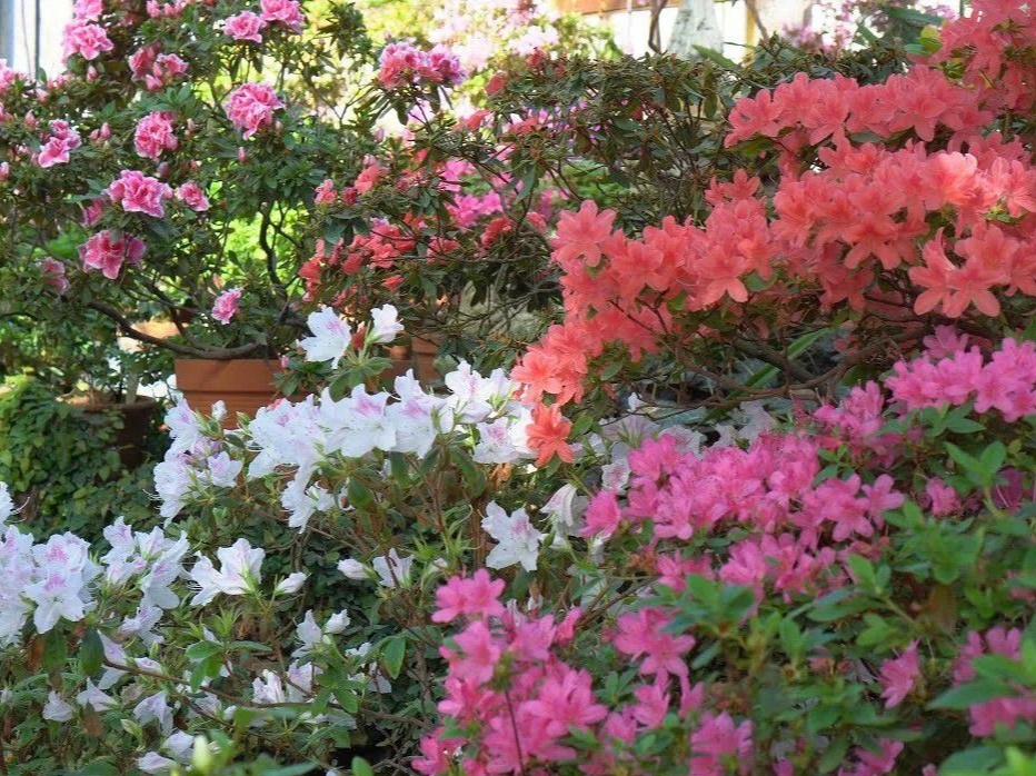 Кусты азалии