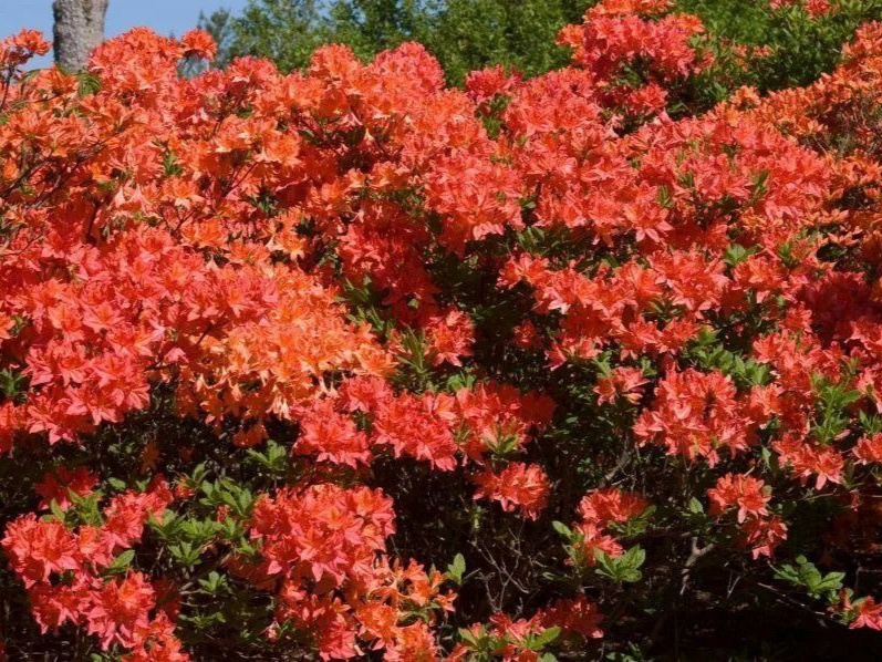 Цветение азалии