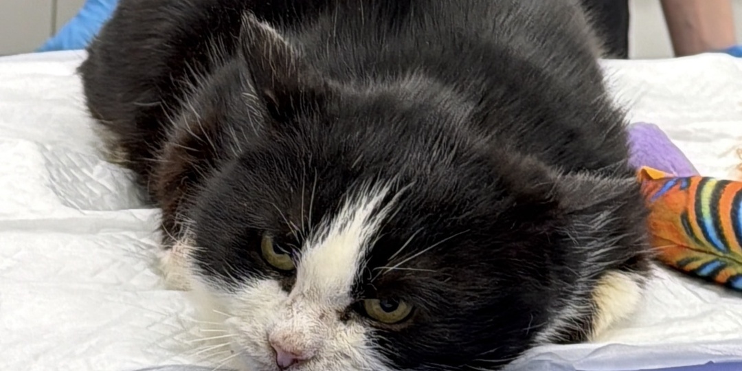 Канал Зоомама завалил ветклинику спасенышами