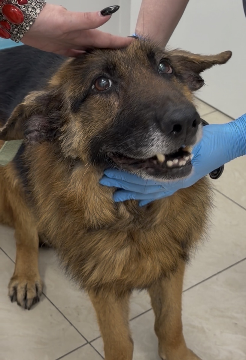 Рексик❤️‍🩹