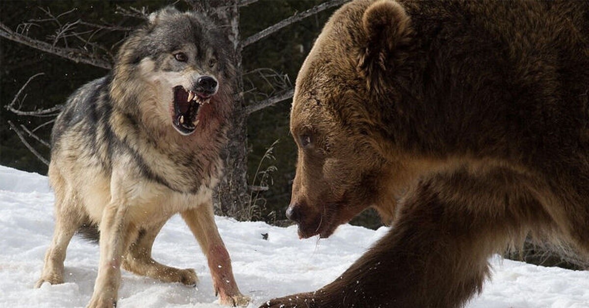 Фото из Яндекса