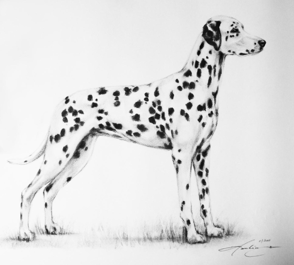 Стандарт породы: https://info.rkf.online/cat/19/art/1466/dalmatin-153?abc=Д&prev_cat=13