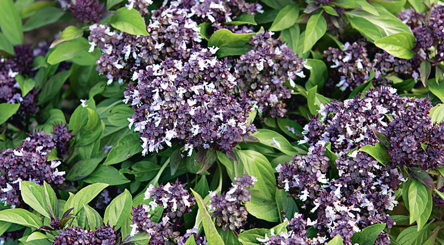 Базилик: все оттенки аромата