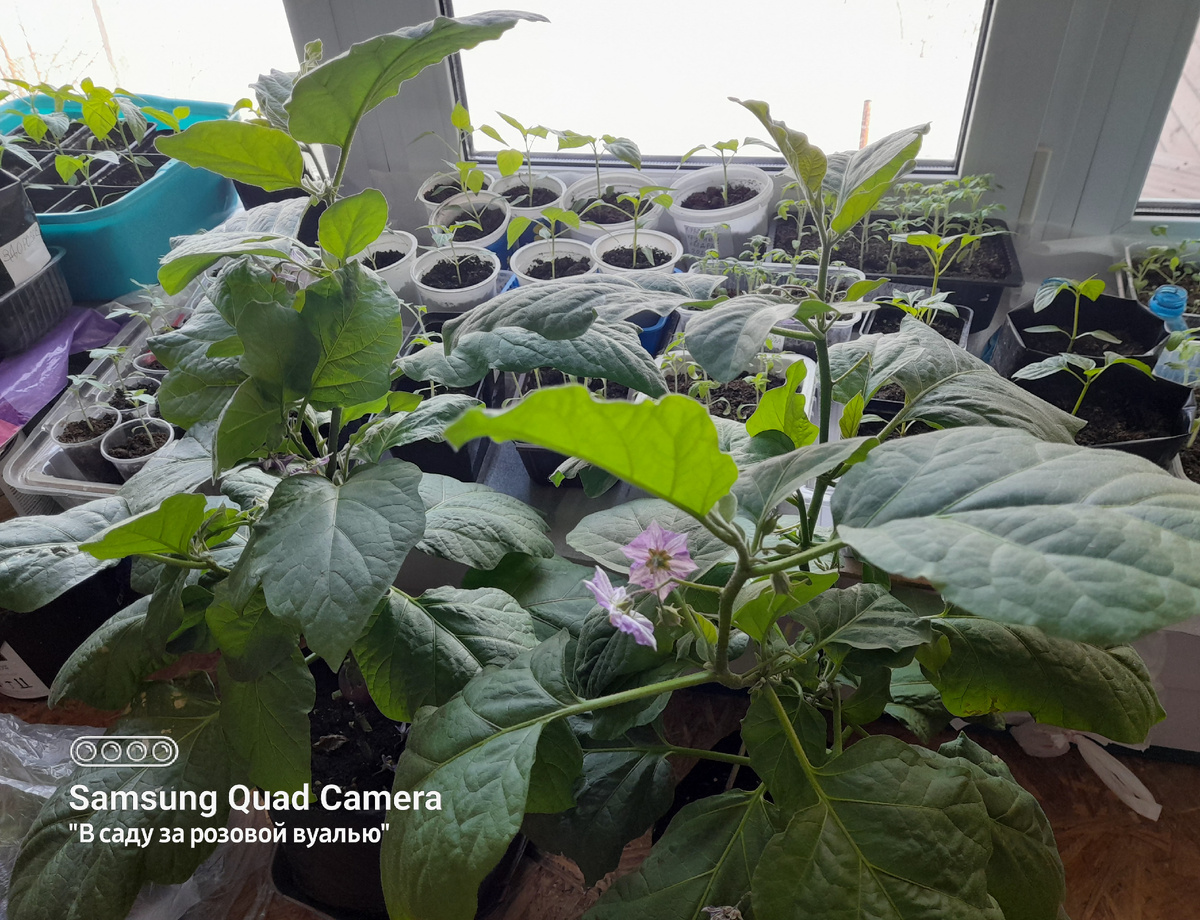 Баклажаны в цвету... 