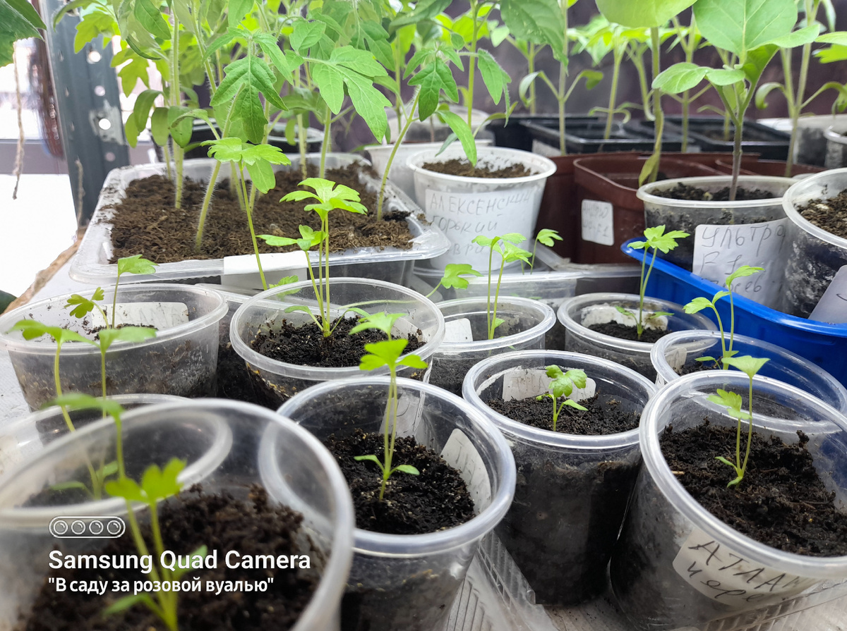 Сельдерей черешковый чувствует себя отлично, под иллюминационными и фитолампами...  