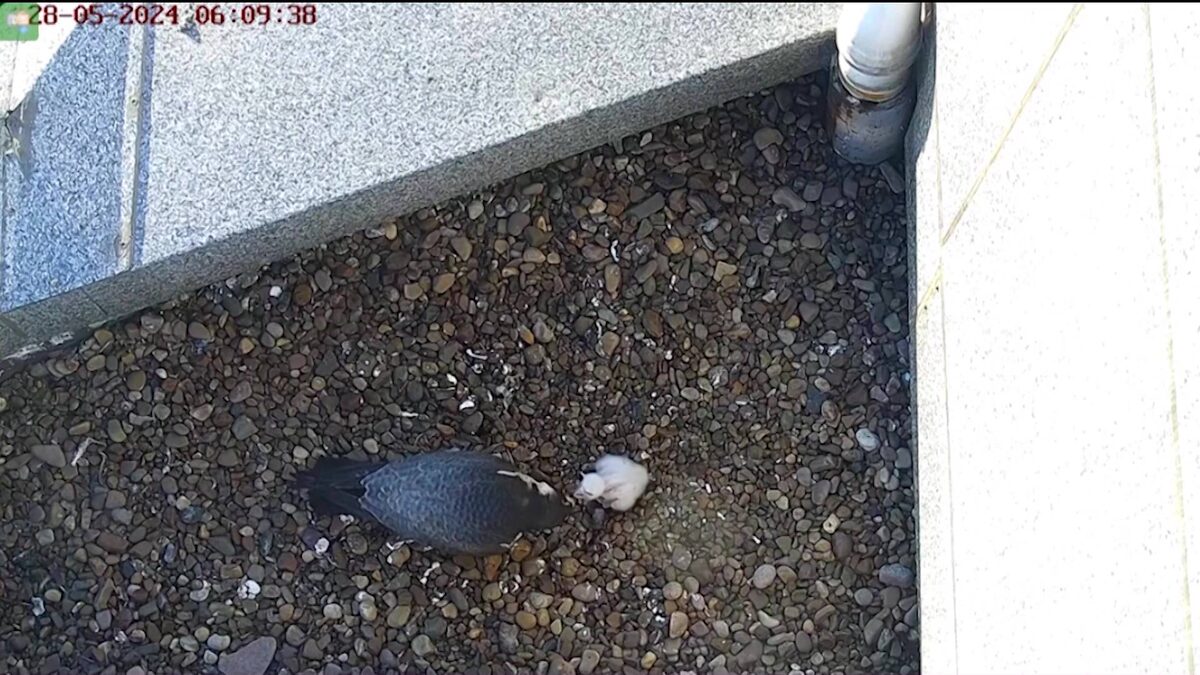    После зимовки соколы-сапсаны вернулись на крышу банка в Уфе