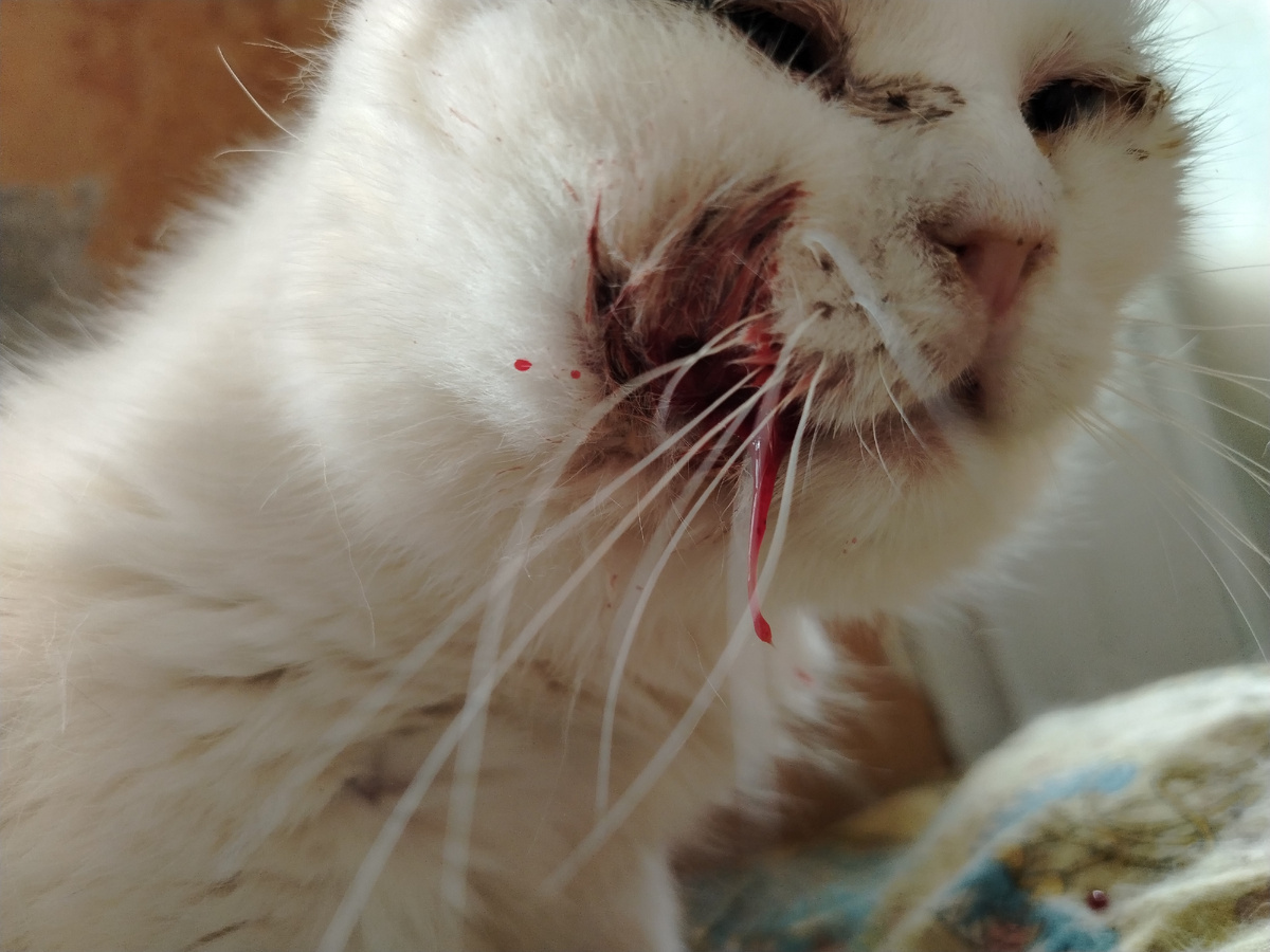 И глазки у Сиропчика слезятся. С трудом их обрабатываю. 