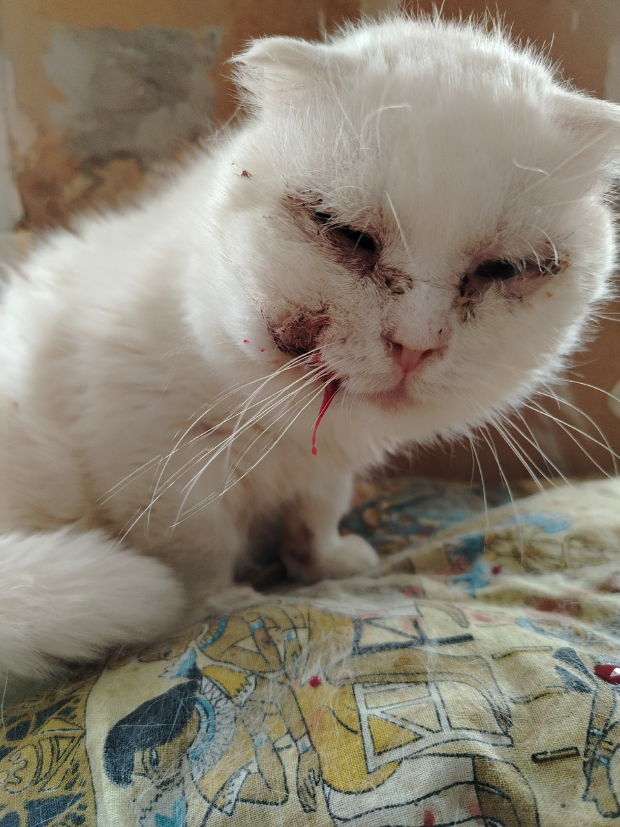 Бедный наш Сиропчик. 