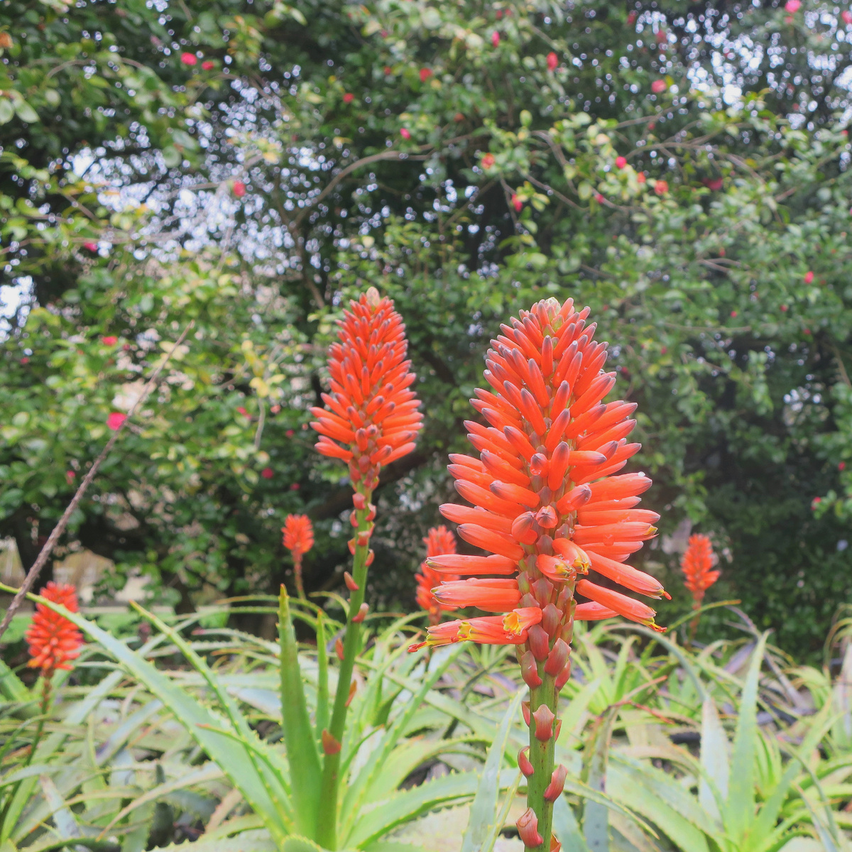 Цветет алоэ