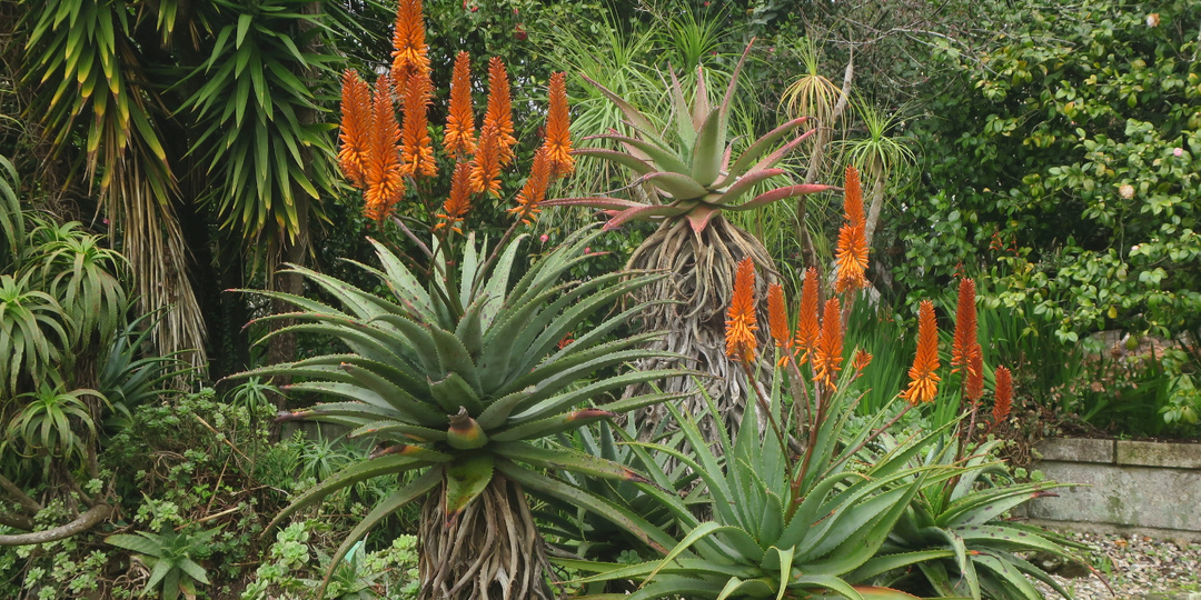 Там, где замерло время: волшебный лес суккулентов в Ботаническом саду Порту