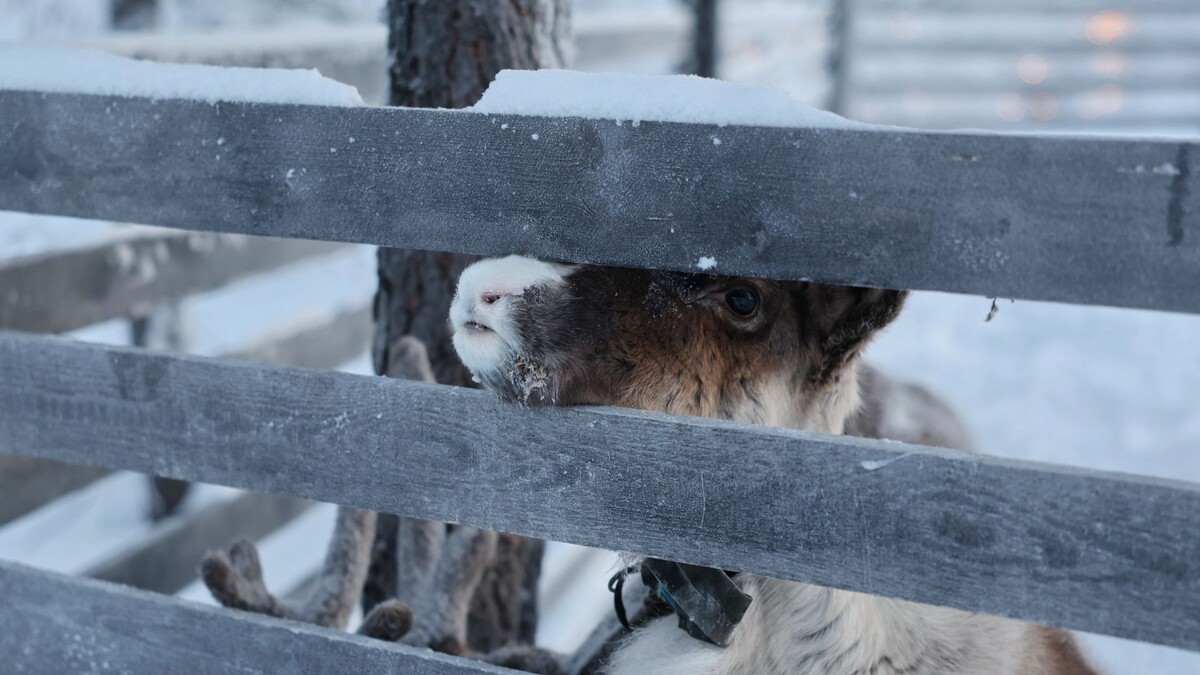    Фото: Андрей Ткачев/«Ямал-Медиа»