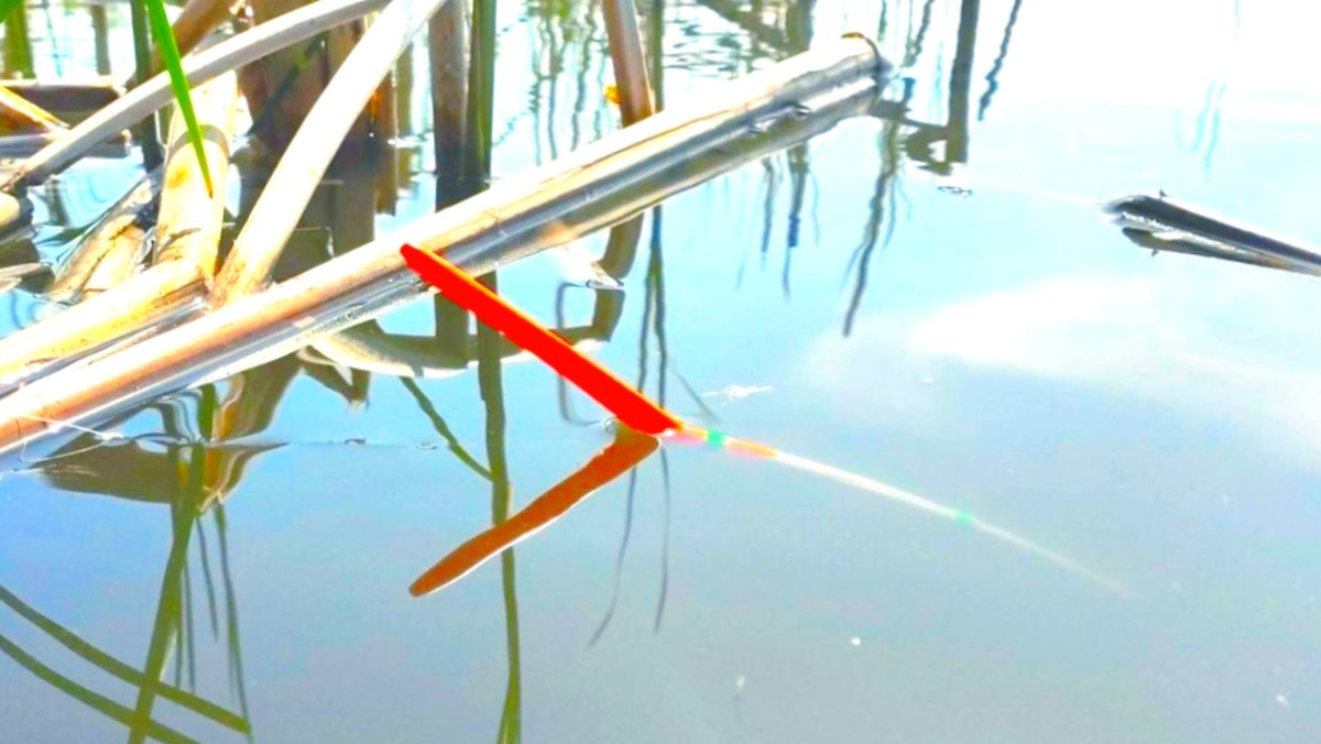 Уловистое место возле камыша