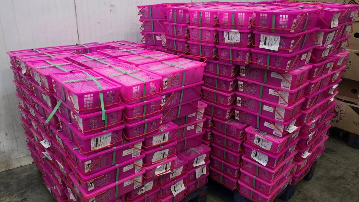    Фото: t.me/customs_rf