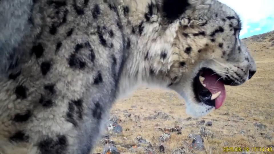    Снежный барс на Южно-Чуйском хребте. Источник: Пресс-служба Сайлюгемского национального парка