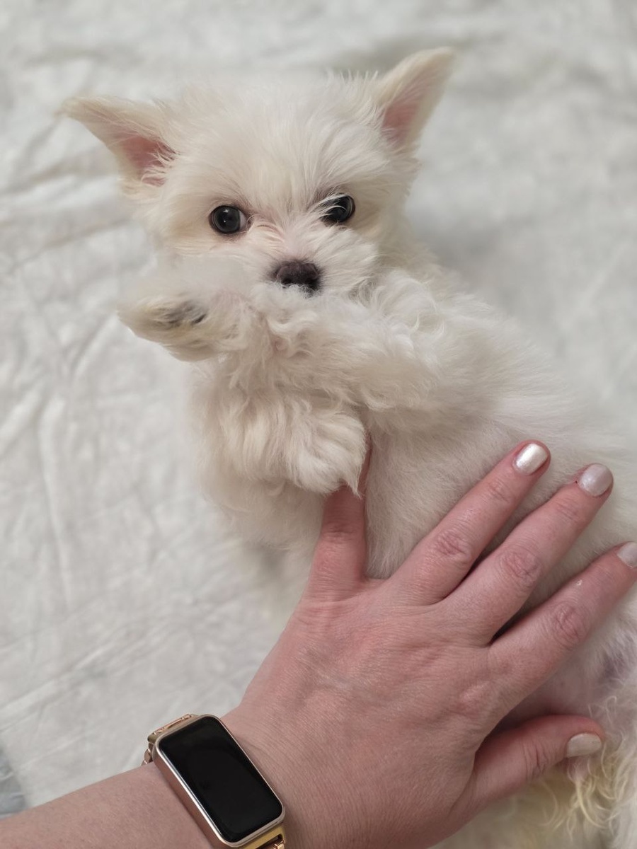 Мальтезе. 2 месяца.