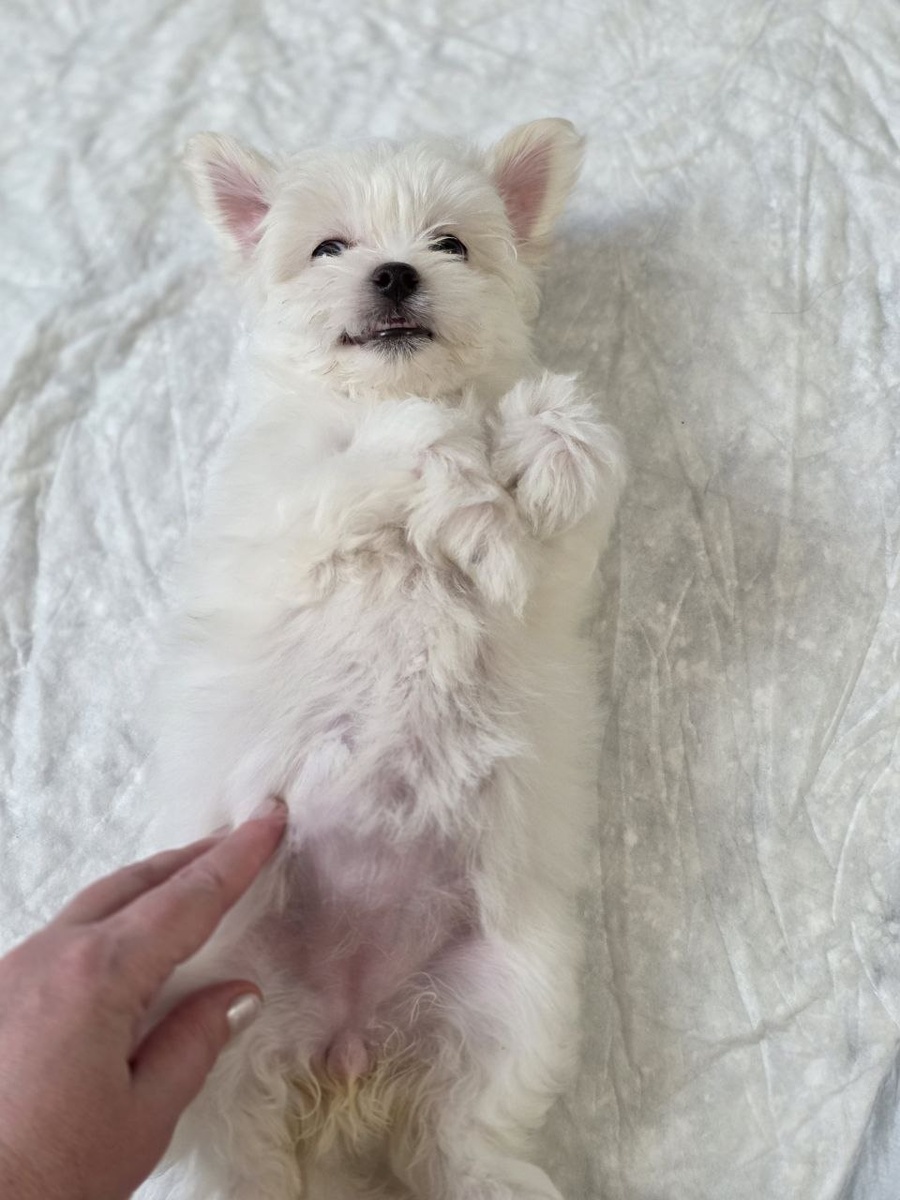 Буся. 2 месяца.