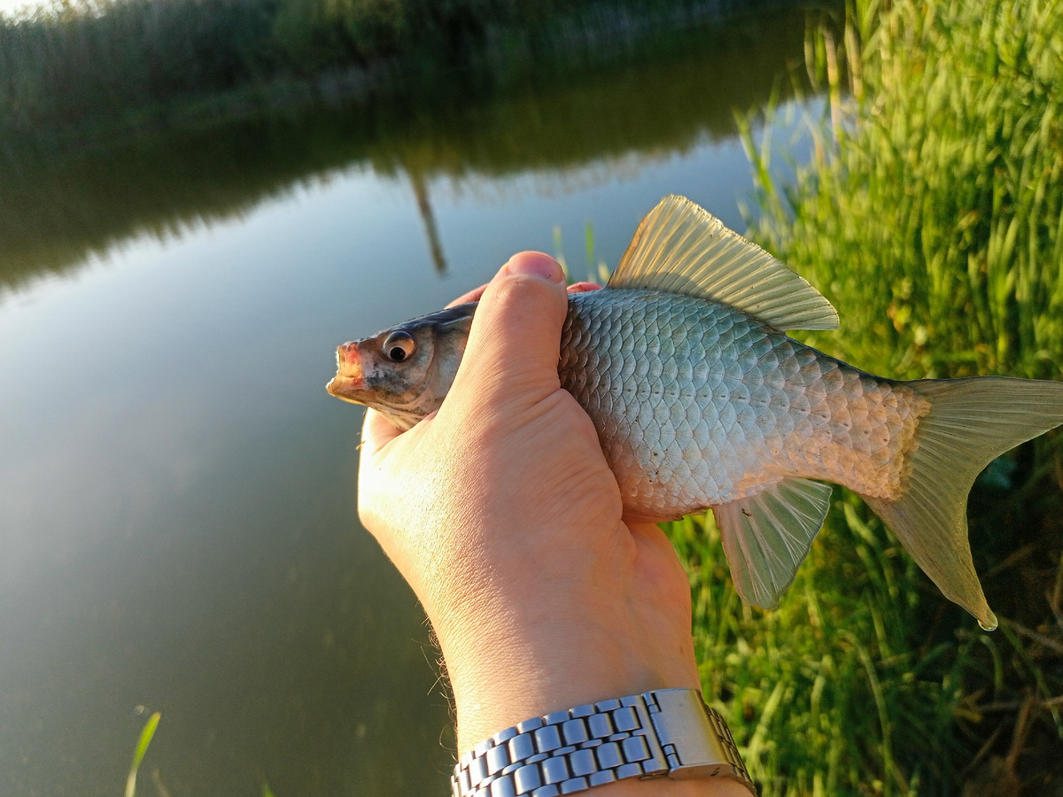 Карась ладошечник клюет бойко - но хочется поймать покрупнее
