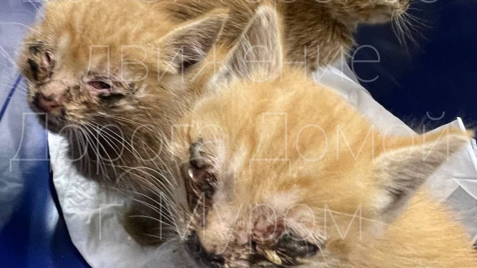 Нифа и Нафа уже третий год ждут свои семьи 🥺