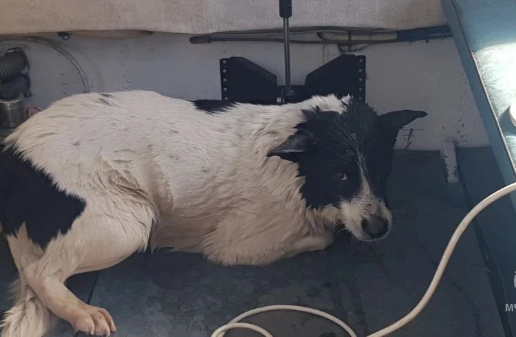     В Курске на реке Тускарь сотрудники МЧС спасли тонущую собаку