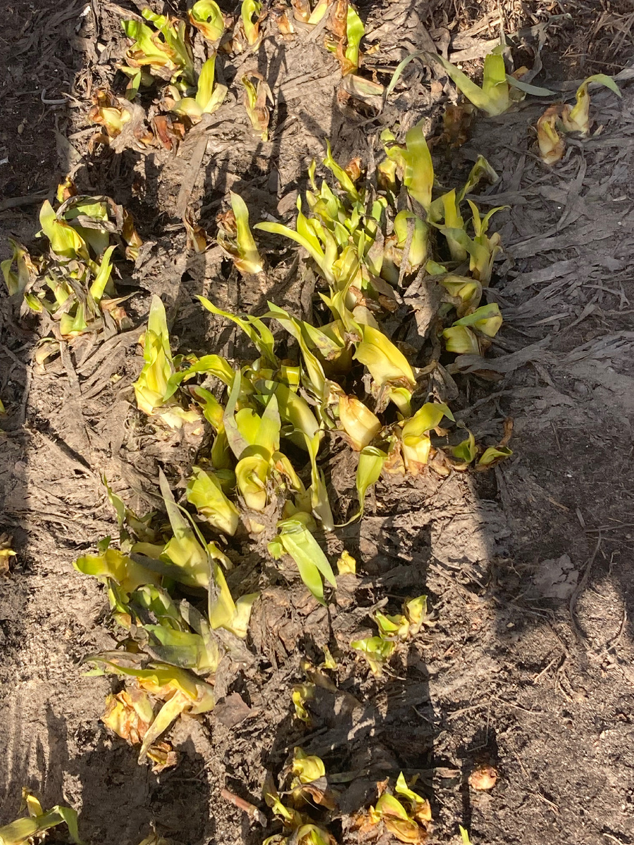 И на свет божий вытаяли ирисы. Уже с отросшей зеленой ботвой. 