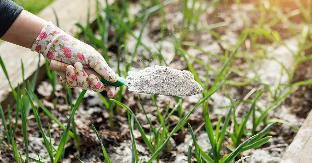 Чем подкормить чеснок: календарь питания для рекордного урожая