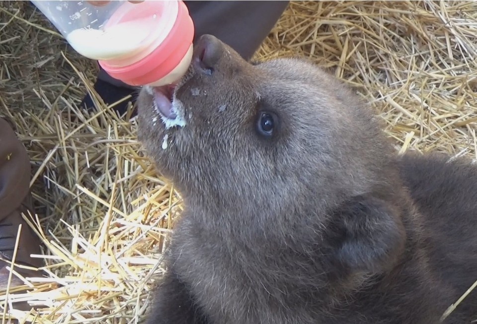    Малыши активны и хорошо питаются. Фото: Виктор Жиленко