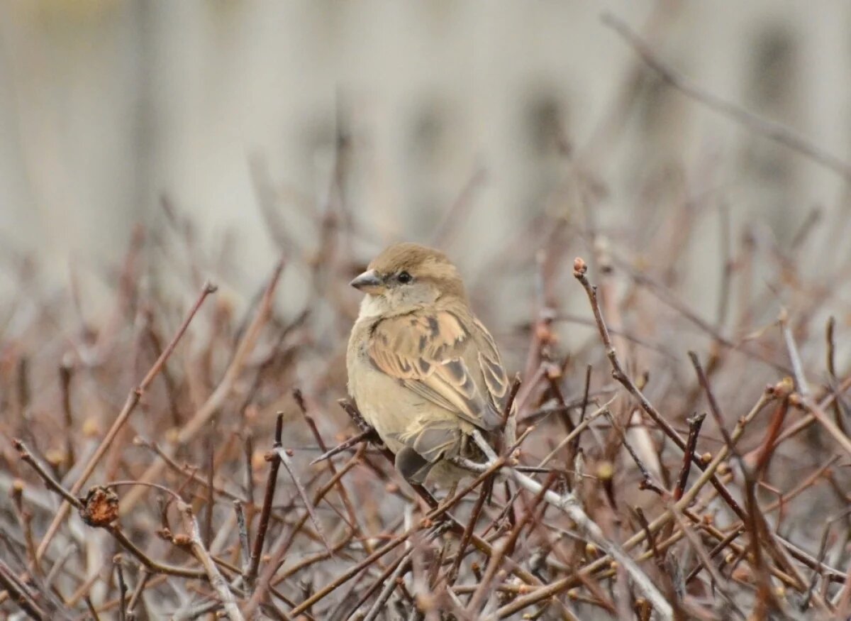    20–23 марта в Перми пройдет учет численности воробьёв