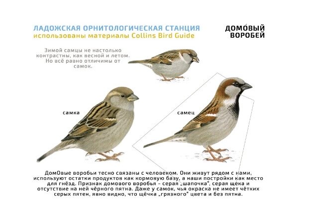    Домовый воробей. Фото: предоставлено Романом Хариным