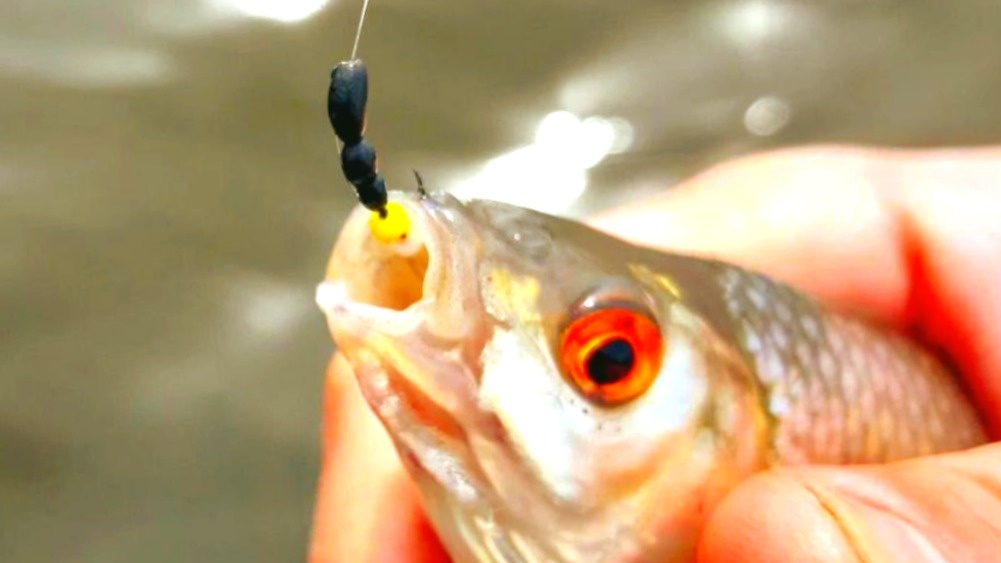 Безнасадочная мормышка в пасти плотвы