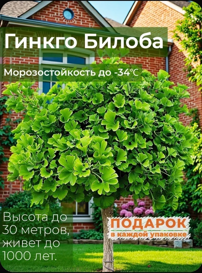 Стырено со страницы Лесландии, где и куплено мое Гинкго