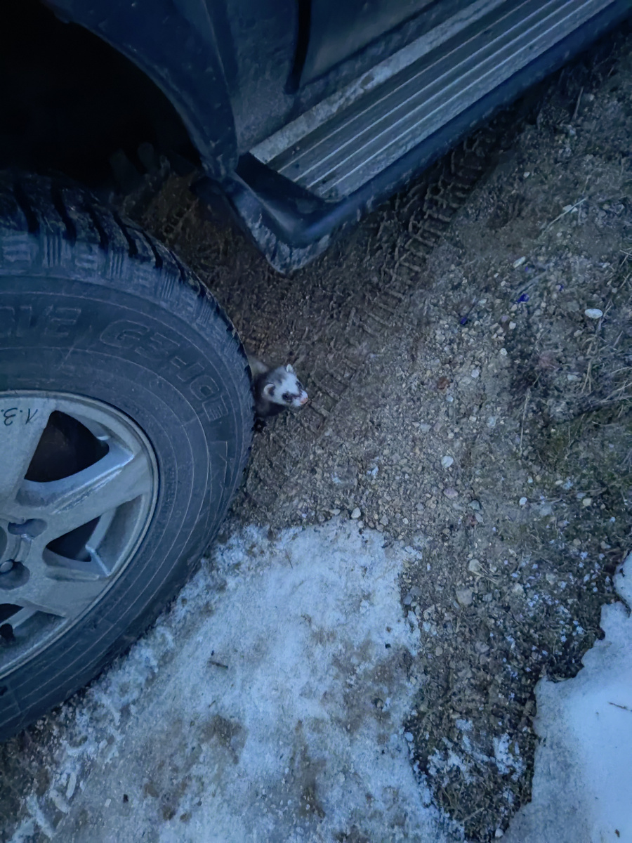 Да-да, он самый...