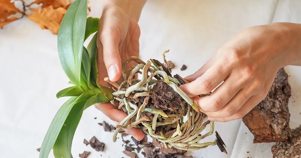 Как правильно пересаживать орхидеи: пошаговая инструкция